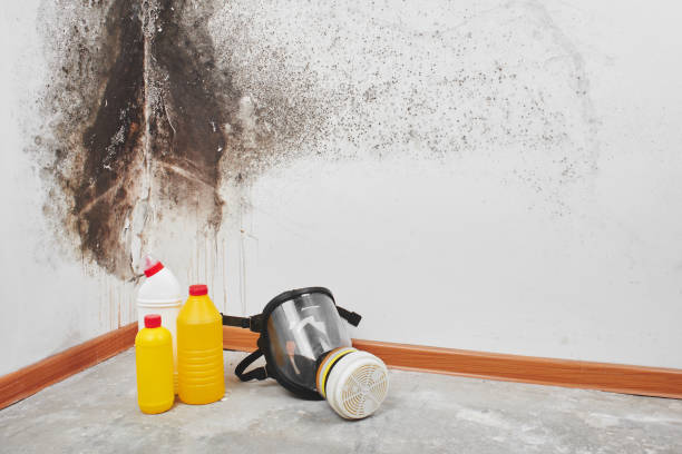 Best Residential Mold Remediation in Arlington, TX