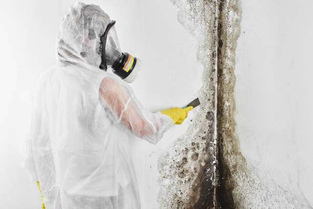Best White Mold Remediation in Arlington, TX