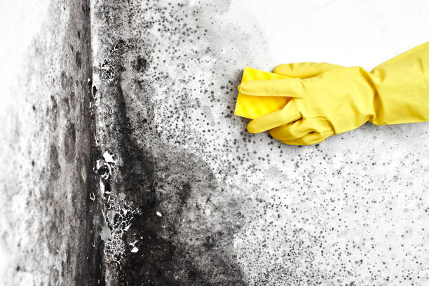 Best DIY Mold Remediation Support Services in Arlington, TX