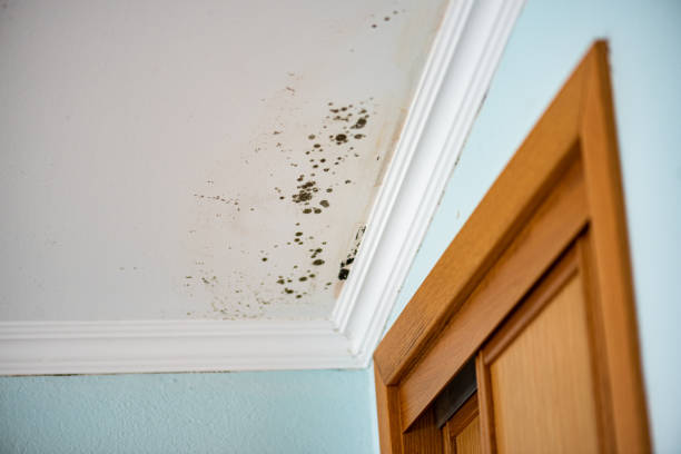 Best Basement Mold Remediation in Arlington, TX