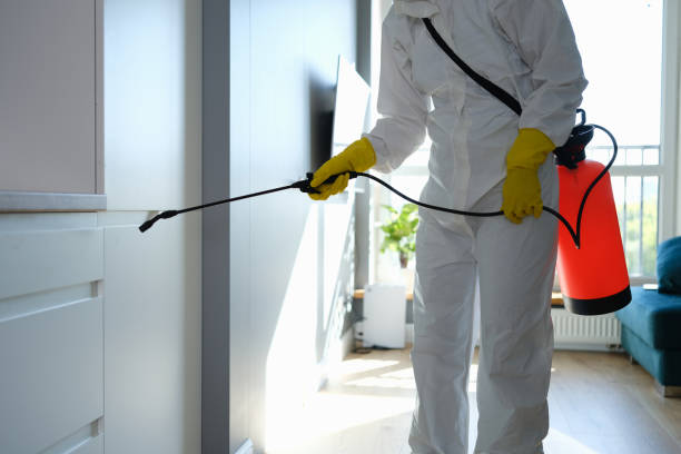 Best Black Mold Remediation in Arlington, TX