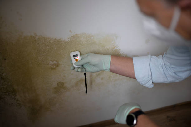 Best Crawl Space Mold Remediation in Arlington, TX
