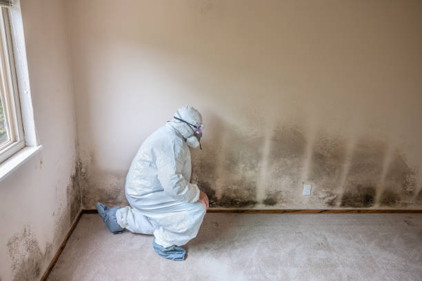 Best Emergency Mold Remediation in Arlington, TX
