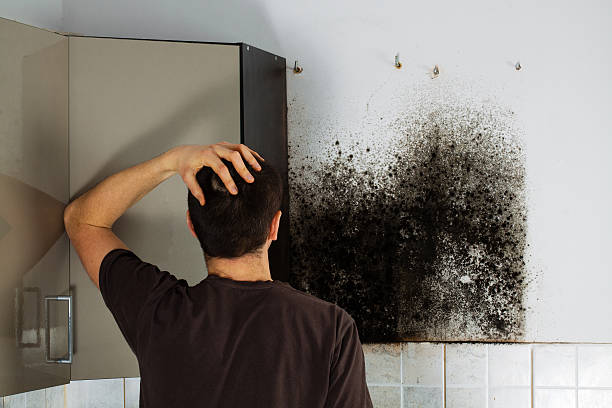  Arlington, TX Mold Removal Pros